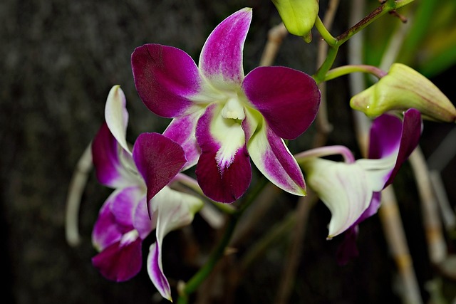 Dendrobium Nobile Issues: 20 Expert Fixes for Common Diseases