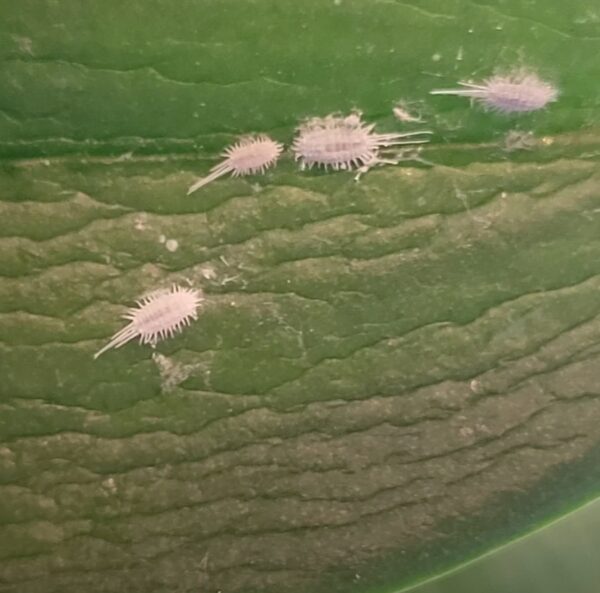 Orchid Root Mealybugs: 20 Best Ways to Treat and Protect Your Plants