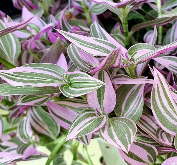 Wandering Jew Plant Care: 19 Shocking Secrets You Must Know Before Buying!