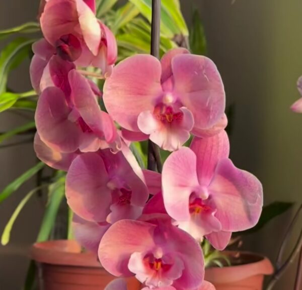 Best Top 22 DON'Ts When Pruning Orchids: Tips for Orchid Beginners