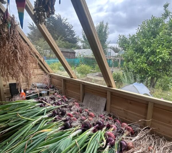 Best 20 Onion Tips: Grow, Store, and Use Onions Like a Pro