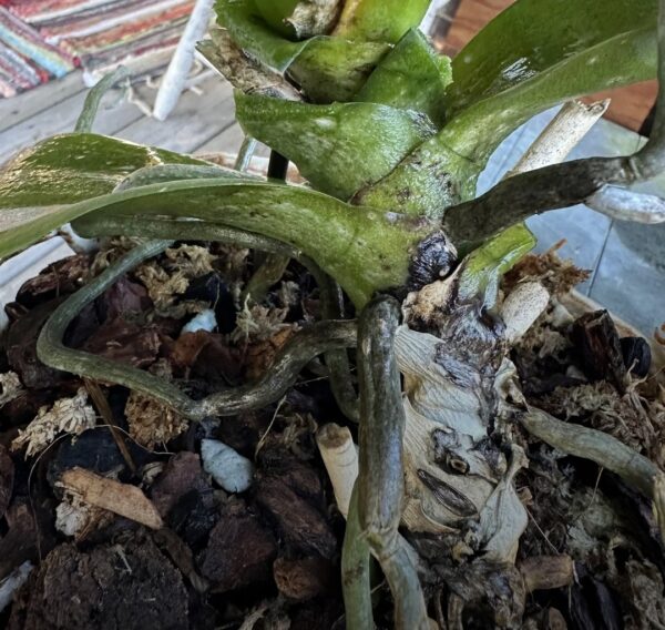 Orchid Stem Collapse: 20 Best Solutions to Fix It
