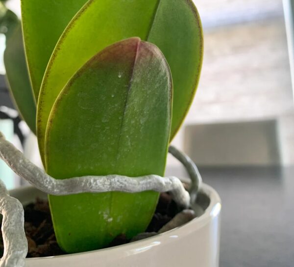Orchid Leaves Turning Brown? 20 Effective Fixes You Must Know Today