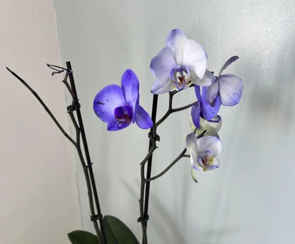 Orchid Flower Discoloration: 20 Effective Fixes