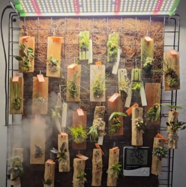 Orchid Humidity Problems: 20 Best Proven Ways to Fix Them Quickly