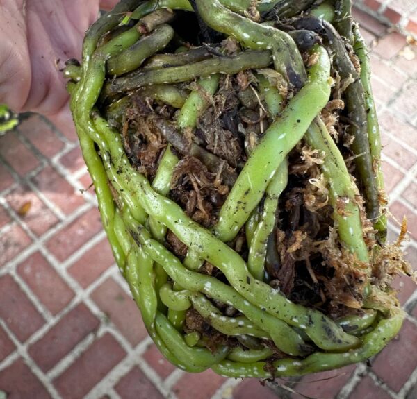 Orchid Root Mealybugs: 20 Best Ways to Treat and Protect Your Plants