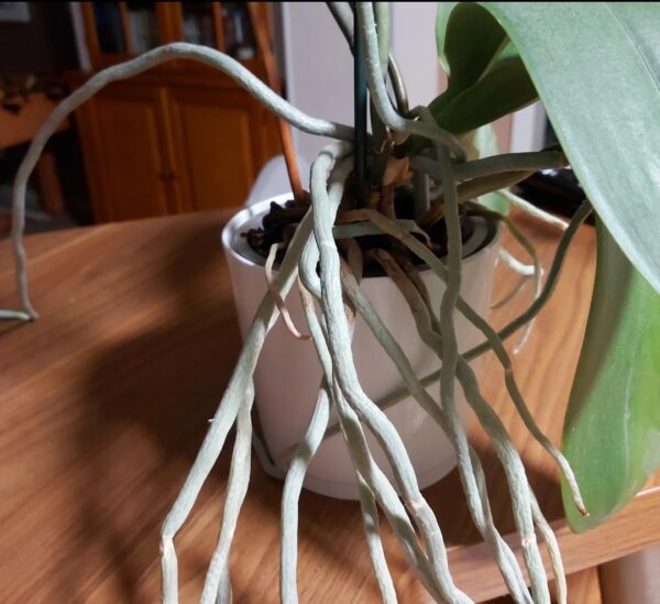 Pruning Orchid Air Roots: 5 Dos and Don'ts for Healthy Plants