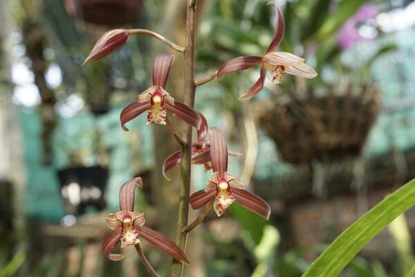 Boat orchids: a guide to caring for these beautiful plant