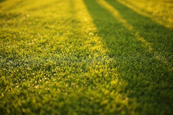 Lawn Care: 20 Best Mistakes That Kill Your Lawn