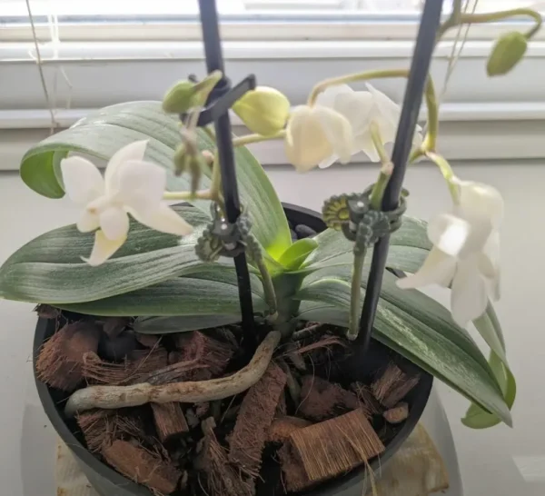 Orchid Problems: 20 Best Ways to Fix and Prevent Them