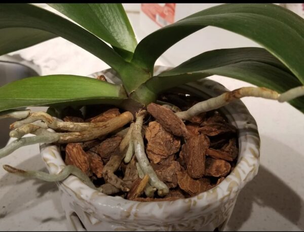 Orchid Nutrient Burn Fixes: 20 Expert Solutions