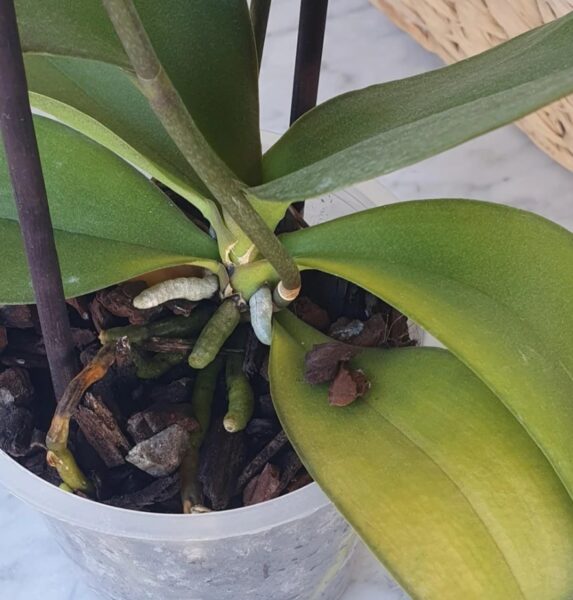 Orchid Overwatering: 20 Best Expert Tips to Fix It