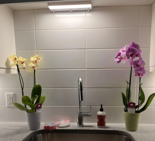 Grow Lights: 29 Best Do’s and Don’ts to Grow Orchids Year-Round