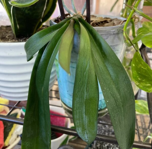 Orchid Leaf Deformation: 29 Best Tips for Healthy Growth