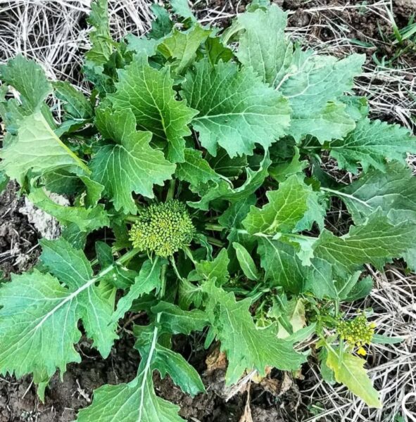 Broccoli Raab Plant: 20 Best Planting & Care Guide