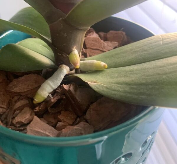 Orchid Not Rooting: 20 Best Proven Solutions for Healthy Growth