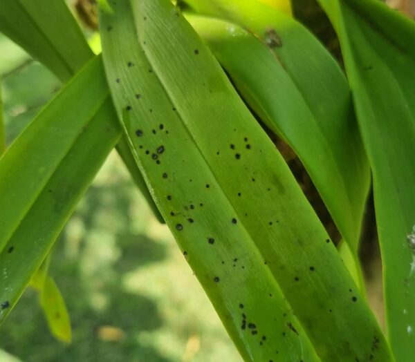 Oncidium Orchid Black Spots on Leaves: 20 Best Causes and Effective Fixes