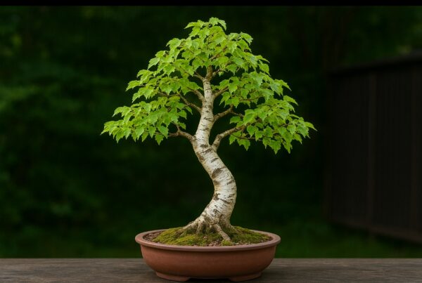 Birch Tree Bonsai: 20 Best Gentle Styling Ideas for Elegant Growth