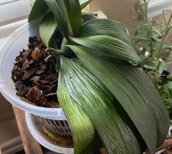 Orchid Leaf Deformation: 29 Best Tips for Healthy Growth