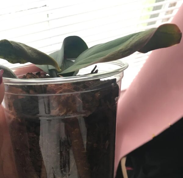 Orchid Leaf Deformation: 29 Best Tips for Healthy Growth