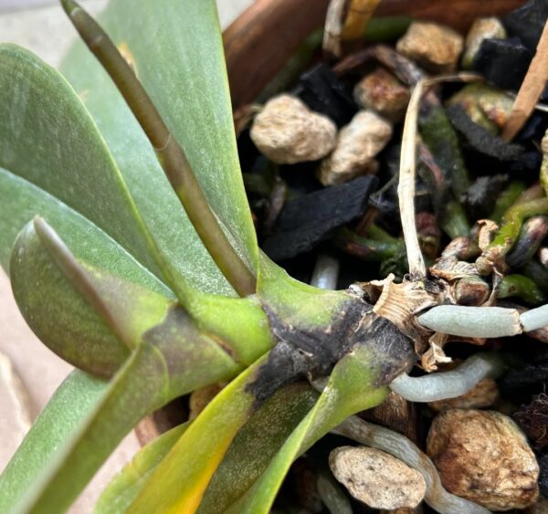 Orchids Diseases