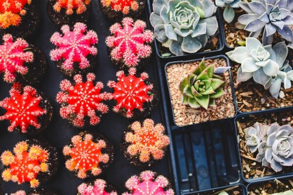 Cactus and Succulents