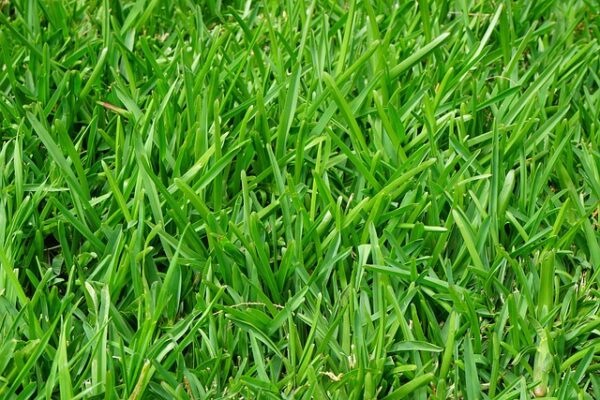 Organic Lawn Care: 20 Best Natural Methods for Lush Lawns