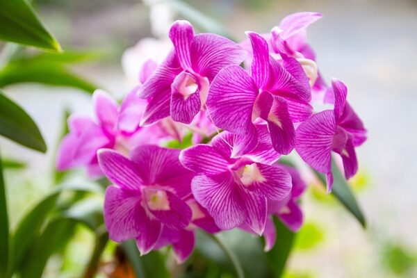 Orchid Not Reflowering? 20 Best Bloom Trigger Techniques