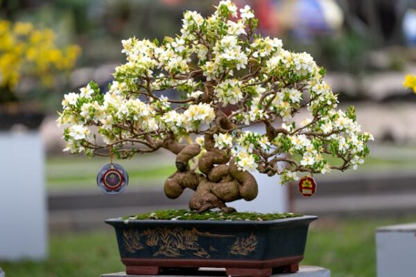 Bonsai Tree Symbolism: 12 Best Meanings of Common Varieties