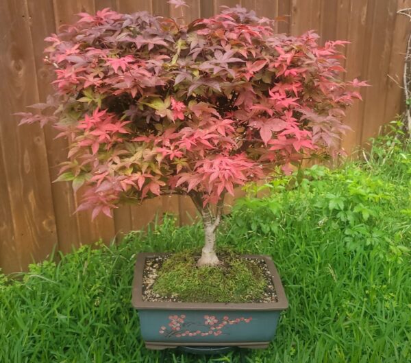 Red Maple Bonsai Care Guide: 20 Best Methods to Boost Autumn Color