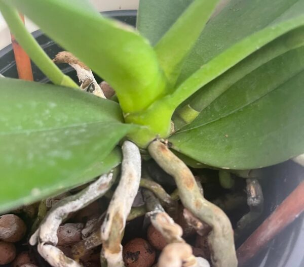 Orchid White Powder: 20 Best Ways to Remove and Prevent This Fungal Problem