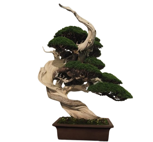 Bonsai Deadwood Techniques: 20 Best Ways to Create Shari & Jin