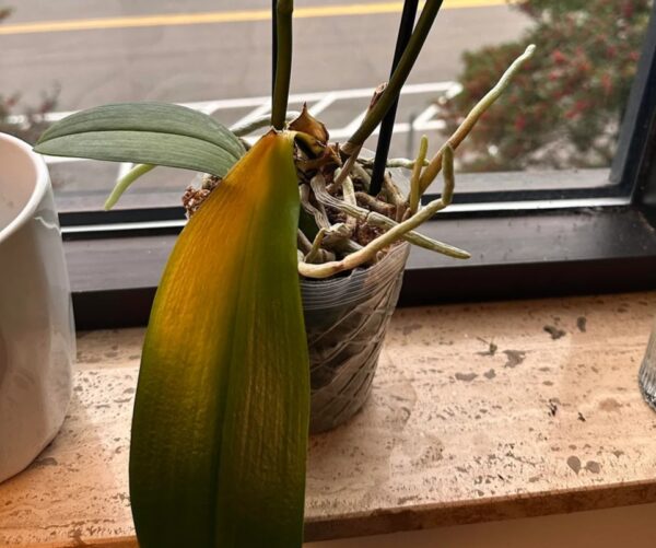 Orchid Leaves Falling: 20 Best Ways to Stop Leaf Loss After Moving from Home to Condo