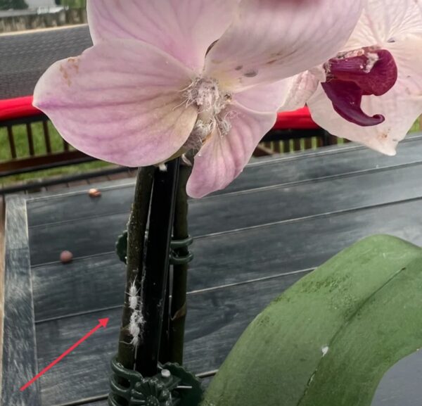 Orchid Stem Pests Treatment: 20 Proven Solutions