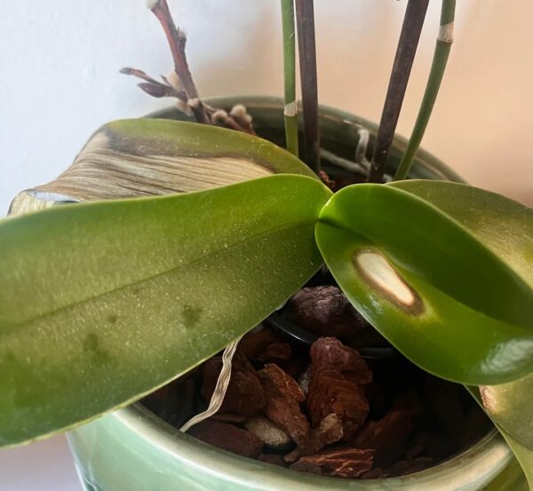Orchid Leaf Tip Burn: 20 Easy Ways to Fix Brown Tips and Revive Your Plant