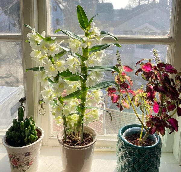 Orchids and Sunlight: 19 Proven Light Care Tips for Beginners