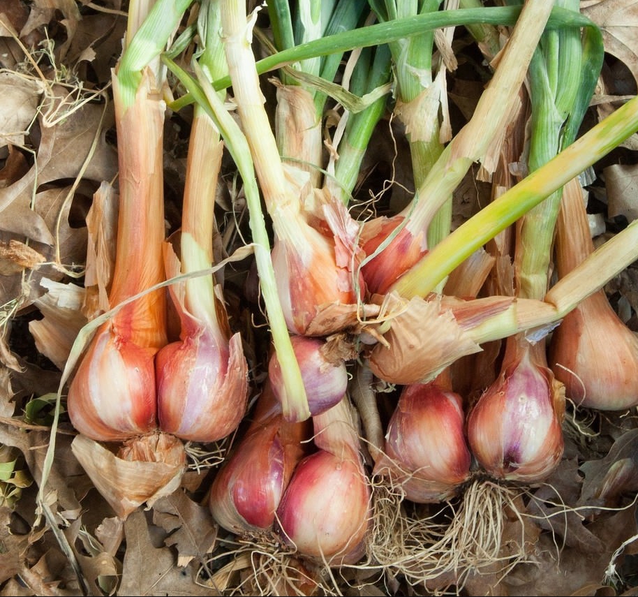 Shallot Plant: 20 Best Tips for Beginners