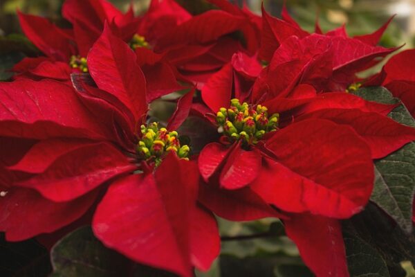 Poinsettia Care: 20 Best Practices for Lush Green and Red Foliage