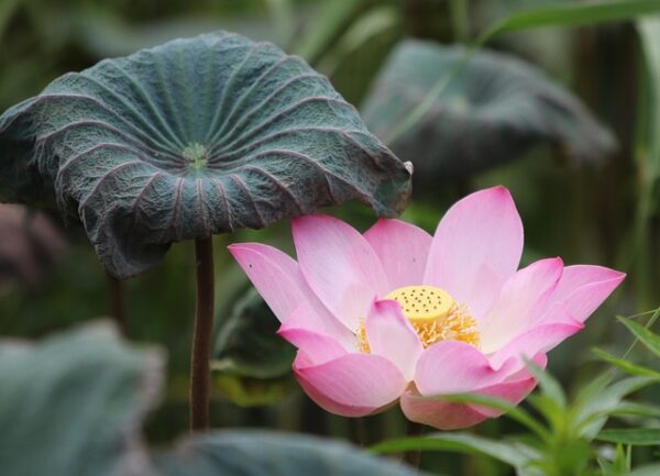 Vastu and Plants