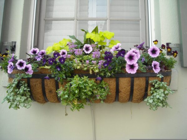 Window boxes : The Ultimate 11-Step Guide for Beginners"