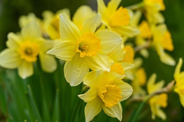 Planting Daffodil Bulbs: 20 Best Expert Tips for Beginners