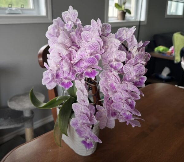 Orchids for Offices: 20 Dos, Don’ts, Problems, and Solutions for Office Care