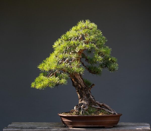 Large Bonsai Tree — 20 Best Tips to Turn a Vase Tree Into a Bonsai (A to Z Guide)