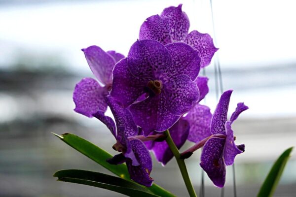 Dehydrated Vanda Orchid: 20 Best Proven Tips to Save Your Plant