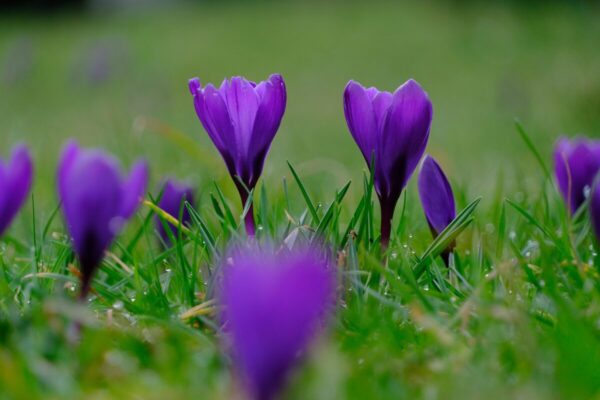 Complete Saffron Growing Guide: 20 Best Expert Tips for Beginners