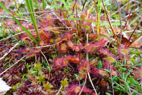 Sundew Plant Care: 20 Best Winter Secrets for Carnivorous Plants