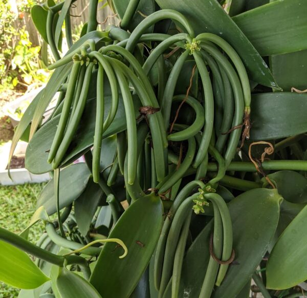 Vanilla planifolia: 20 Best Growing Tips for Beginners