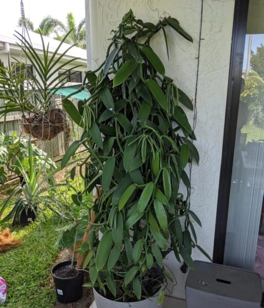 Vanilla planifolia: 20 Best Growing Tips for Beginners