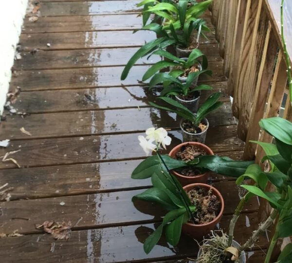 Rainwater for Orchids: 20 Reasons Your Orchids Will Bloom Like Never Before