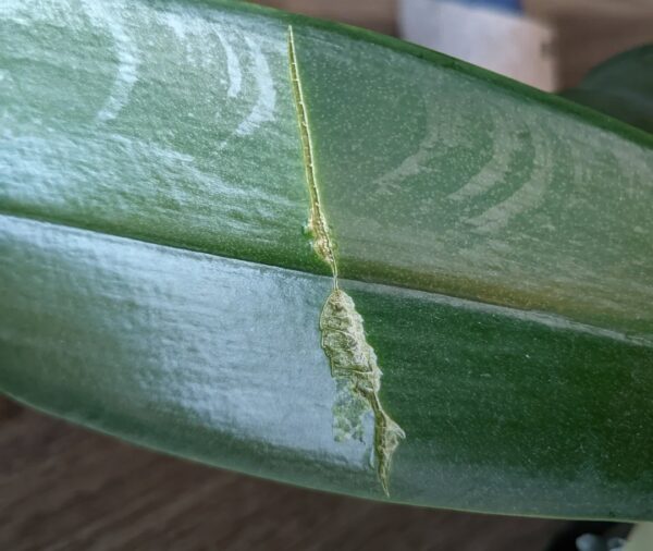 Why Your Orchid Leaves Are Cracking: 15 Best Prevention Tips